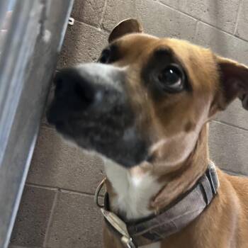 Ray -  Pit Bull Terrier Dog for Adoption in Yuma, Arizona - Ray | PetCurious