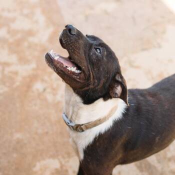 Andi -  Mixed Breed Dog for Adoption in Morristown, Vermont - Andi | PetCurious