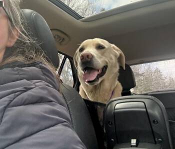 Yellow Labrador Retriever Dogs Available for Adoption - Oakley | PetCurious