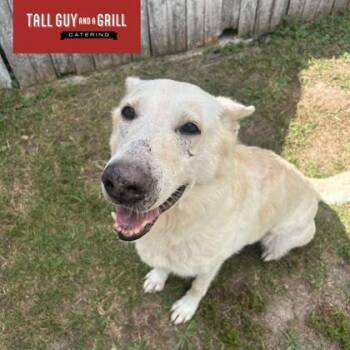 Rescue German Shepherd Dog Dogs for Adoption in Burlington, Wisconsin - Brie | PetCurious