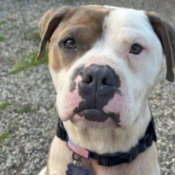 American Bulldog Dogs Available for Adoption in Westland, Michigan - ANGUS | PetCurious