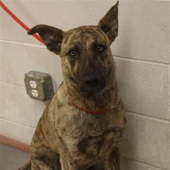 Mixed Breed Dogs Available for Adoption in Columbia, South Carolina - SALINA | PetCurious