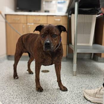 Hazel -  Rottweiler and English Bulldog Dog for Adoption in Chicago, Illinois - Hazel | PetCurious