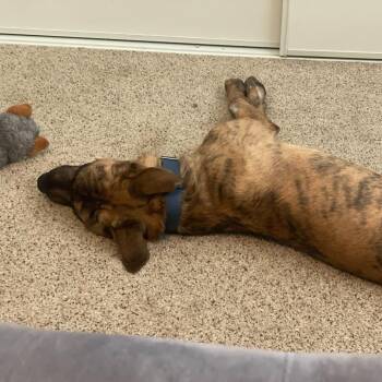 Camo -  Shepherd and Mixed Breed Dog Available for Adoption in Riverside, California - Camo | PetCurious