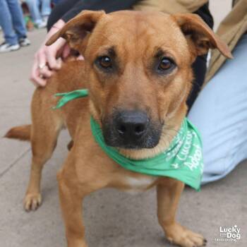 Labrador Retriever and Basset Hound Dogs Available for Adoption - Facundo | PetCurious