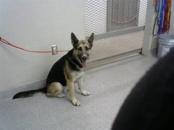 German Shepherd Dog and Mixed Breed Dogs Available for Adoption in Pasadena, Texas - A184252 | PetCurious