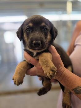 Manicotti -  German Shepherd Dog Dog for Adoption in Monte Vista, Colorado - Manicotti | PetCurious