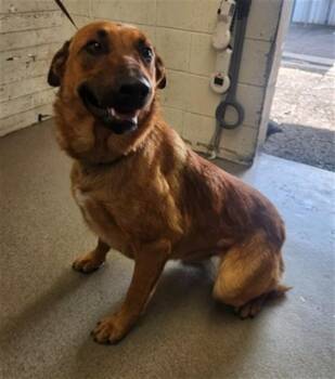 DRAKE -  German Shepherd Dog and Mixed Breed Dog for Adoption in San Bernardino, California - DRAKE | PetCurious