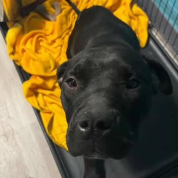 Rescue Terrier Dogs for Adoption in St. Louis, Missouri - Regan | PetCurious