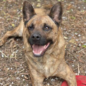 Rescue German Shepherd Dog Dogs for Adoption in Fredericksburg, Virginia - Breeze | PetCurious