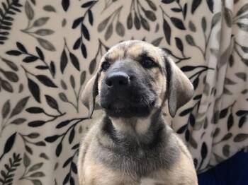 MOREL -  German Shepherd Dog Dog for Adoption in Auburn, California - MOREL | PetCurious