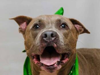 Jimbo -  American Staffordshire Terrier Dog for Adoption in Sanford, Florida - Jimbo | PetCurious