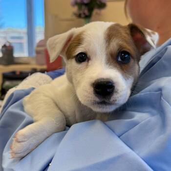 Rescue Cattle Dog and Beagle Dogs for Adoption in Torrey, Utah - Hocus | PetCurious