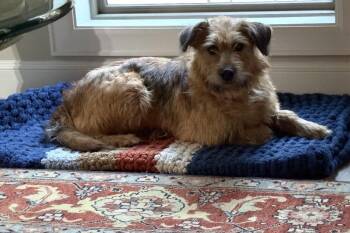 Twinkle Lonestar -  Schnauzer Dog for Adoption in Rockaway, New Jersey - Twinkle Lonestar | PetCurious