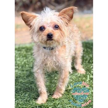 Willow -  Yorkshire Terrier Dog for Adoption in Inglewood, California - Willow | PetCurious