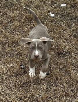 Terrier Dogs Available for Adoption - Rigatoni | PetCurious