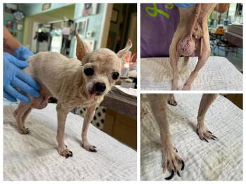 Itsy Bitsy (NOT YET AVAILABLE) -  Chihuahua Dog for Adoption in Benton, Louisiana - Itsy Bitsy (NOT YET AVAILABLE) | PetCurious