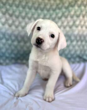 Australian Cattle Dog Blue Heeler Dogs Available for Adoption - Dopey | PetCurious