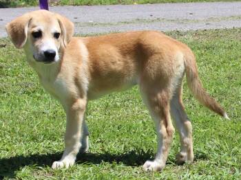 Bambi 43623 -  Labrador Retriever Dog for Adoption in Prattville, Alabama - Bambi 43623 | PetCurious
