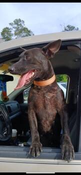 Harley -  Mixed Breed Dog for Adoption in Livingston, Texas - Harley | PetCurious