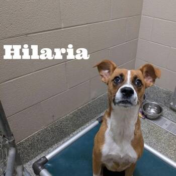 Hilaria -  Boxer Dog for Adoption in Williston, Vermont - Hilaria | PetCurious