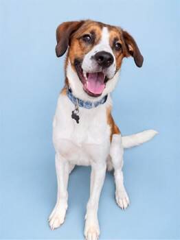 BOWSER -  Foxhound and Beagle Dog for Adoption in Westminster, Maryland - BOWSER | PetCurious