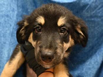 Mable -  Shepherd Dog for Adoption in Portland, Oregon - Mable | PetCurious