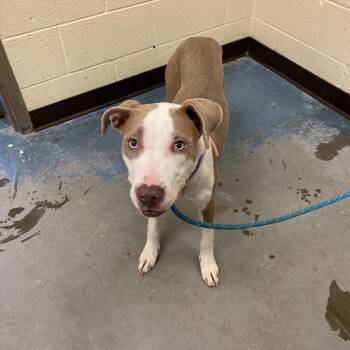 Halo -  Mixed Breed Dog for Adoption in Memphis, Tennessee - Halo | PetCurious