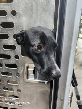 American Staffordshire Terrier Dogs Available for Adoption in San Antonio, Texas - SAMIRA | PetCurious