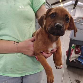 Jeremiah -  Boxer and Mixed Breed Dog for Adoption - Jeremiah | PetCurious