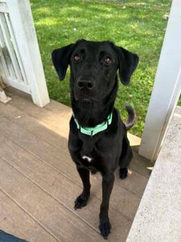 COCO -  Labrador Retriever and Mixed Breed Dog for Adoption in St. Peters, Missouri - COCO | PetCurious