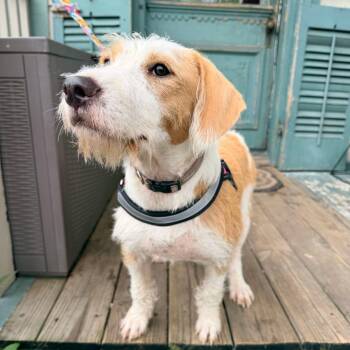 Nova Nebula (Benefactor Puppy) -  Wirehaired Terrier and Beagle Dog for Adoption in New Orleans, Louisiana - Nova Nebula (Benefactor Puppy) | PetCurious