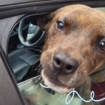 Rescue Mixed Breed Dogs for Adoption in Columbus, Georgia - 11/19/2025-Stray-13thStreetBridge | PetCurious