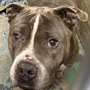 Pit Bull Terrier Dogs Available for Adoption - Roxy | PetCurious