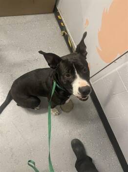 DIESEL -  Pit Bull Terrier and Siberian Husky Dog for Adoption in Casper, Wyoming - DIESEL | PetCurious