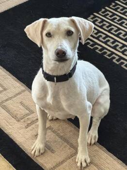 Labrador Retriever Dogs Available for Adoption - Rosa | PetCurious