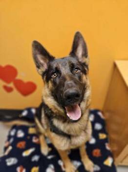 Olive -  German Shepherd Dog Dog for Adoption in Bellingham, Washington - Olive | PetCurious