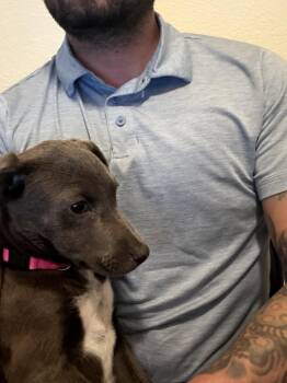 Pit Bull Terrier Dogs Available for Adoption in The Woodlands, Texas - Coco | PetCurious