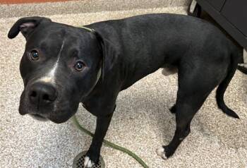 INK BLOT -  Pit Bull Terrier Dog for Adoption in Pueblo, Colorado - INK BLOT | PetCurious