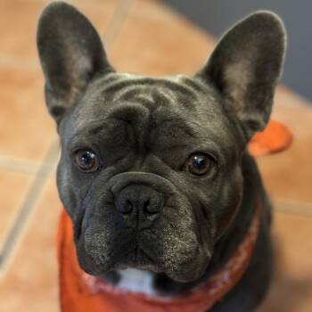 Bubba -  French Bulldog Dog for Adoption in Pasadena, California - Bubba | PetCurious