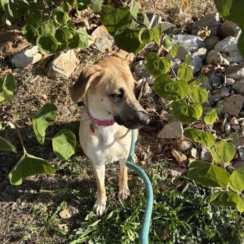Juliet -  Labrador Retriever and Mixed Breed Dog for Adoption in Springfield, Missouri - Juliet | PetCurious