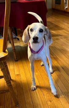 Rescue Hound Dogs for Adoption in Oswego, Illinois - Lori | PetCurious