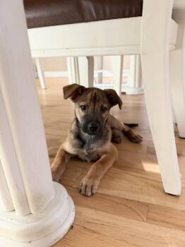 OTTO -  Retriever Dog for Adoption in Broomfield, Colorado - OTTO | PetCurious