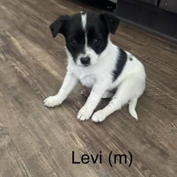 Jack Russell Terrier Dogs Available for Adoption in Cashmere, Washington - Levi | PetCurious