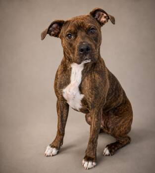 MINDY -  Staffordshire Bull Terrier Dog for Adoption in Crossville, Tennessee - MINDY | PetCurious