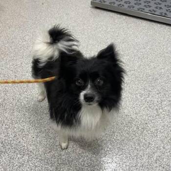 Element -  Pomeranian Dog for Adoption in Arlington, Virginia - Element | PetCurious