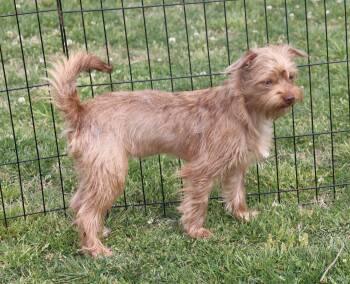 Yorkshire Terrier and Terrier Dogs Available for Adoption in Winchester, Tennessee - Eleanor | PetCurious