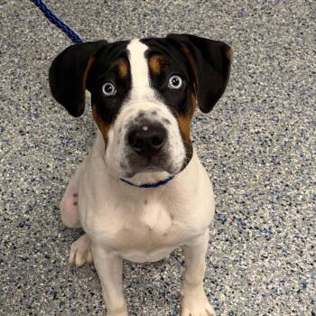 Barnabee -  Mixed Breed Dog for Adoption in Greenville, South Carolina - Barnabee | PetCurious