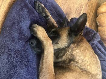 Moxie -  Belgian Shepherd Malinois Dog for Adoption in Vancouver, Washington - Moxie | PetCurious