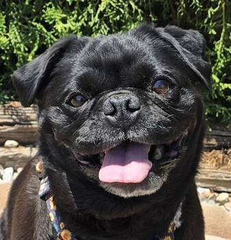 Precious Lil Ms Piggy - LAP DOG Extraordinaire -  Pug Dog for Adoption in North Valley, New Mexico - Precious Lil Ms Piggy - LAP DOG Extraordinaire | PetCurious